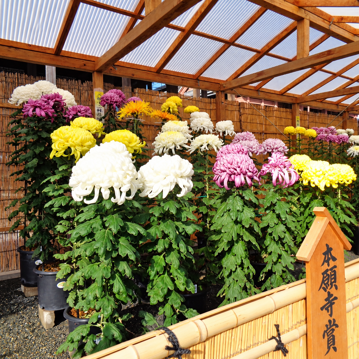 2026（令和8）年度　第73回本願寺献菊展について